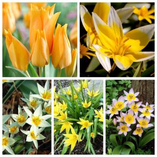 Tulipan botaniczny - zestaw odmian w jasnych kolorach - 50 szt.