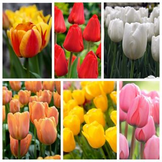 Tulipany Darwina - zestaw najciekawszych odmian - 60 szt.