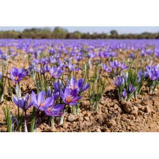 Krokus Sativus - Szafran - duża paczka! - 200 szt.