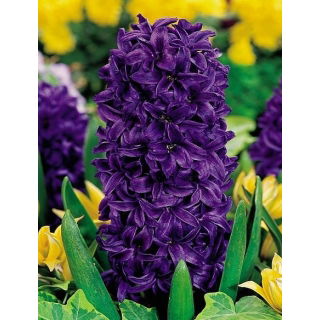 Hiacynt Purple Star - duża paczka! - 30 szt.