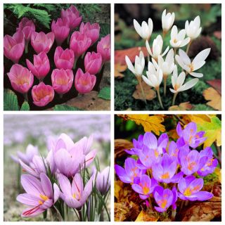Krokus jesienny - zestaw 4 odmian - 80 szt.