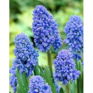 Szafirek Muscari Blue Spike - duża paczka - 100 szt.