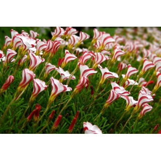 Szczawik Versicolor - duża paczka! - 20 szt.