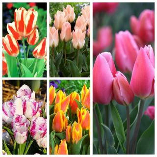 Tulipan wielokwiatowy - najbardziej atrakcyjne odmiany - 50 szt.