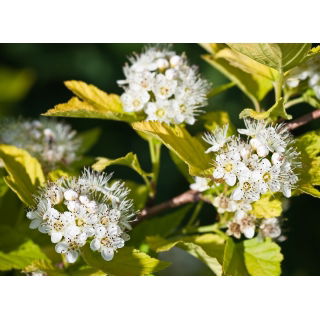 Dereń biały - Sibirica - sadzonka