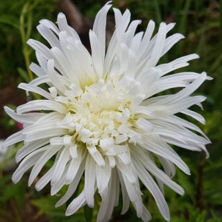 Aster chryzantemowy Opal - biały