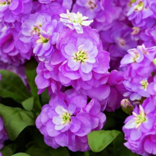 Lewkonia Varsovia Hala- purpurowofioletowa