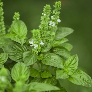 Bazylia Floral Spires - przyprawowa i ozdobna