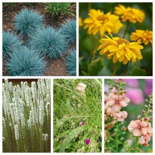 Ogrody preriowe - zestaw 3 - 5 gatunków nasion