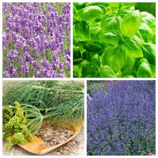 Zestaw roślin odstraszających komary - 4 gatunki nasion