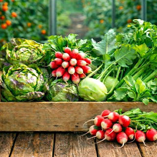 Warzywa do uprawy współrzędnej - Zestaw 5 - 4 gatunki nasion