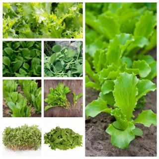 Baby Leaf - zestaw 8 odmian nasion