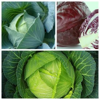Kapusta głowiasta - późna - zestaw 3 odmian nasion warzyw