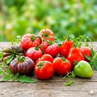Pomidor wysoki - zestaw 1 - 5 odmian nasion warzyw