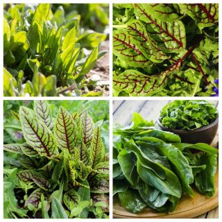 Szczaw - zestaw 4 odmian nasion warzyw