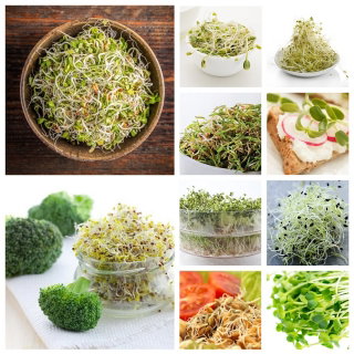 Nasiona na kiełki - Kiełki z dużą ilością witaminy E "witamina młodości" - Zestaw 14 szt. + Kiełkownica z 3 szalkami