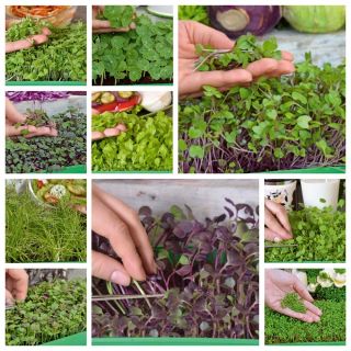 Microgreens - Fit pack - doskonały dodatek do sałatek - zestaw 10 szt. + pojemnik do uprawy