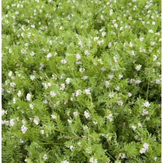Seradela na poplon - 500 gram