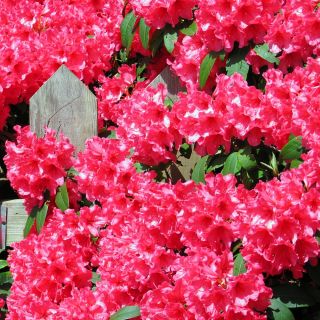 Rododendron czerwony, azalia - Prinz Karneval - sadzonka