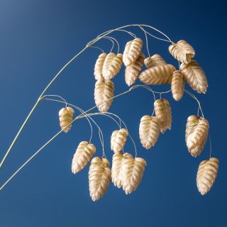 Drżączka większa