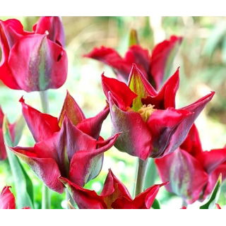Tulipan Omnyacc - opak. 5 szt.