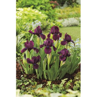 Irys niski, Iris pumila - Fioletowy - Cherry Garden