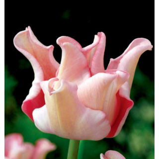Tulipan Witty Picture - 5 szt.