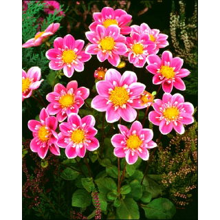 Dalia - Hartenaas