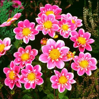 Dalia - Hartenaas