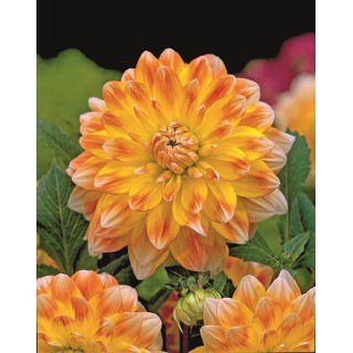Dalia - Peaches and Cream