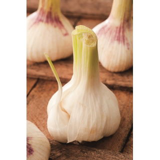 Czosnek jadalny