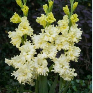 Mieczyk Lemon Frizzle - 5 szt.