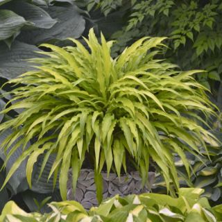 Funkia - Hosta Curly Fries
