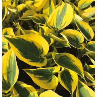 Funkia - Hosta Autumn Frost