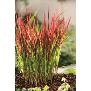 Imperata cylindryczna - Red Baron - 1 szt.