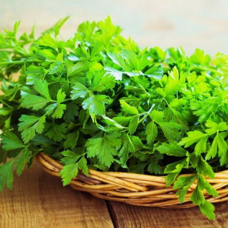 Pietruszka naciowa Natalka - gładkie i aromatyczne liście