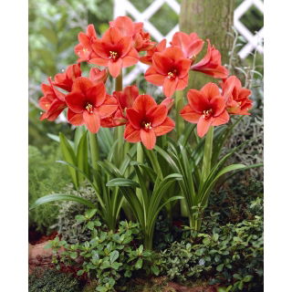 Hipeastrum - Amarylis - Orange Souvereign