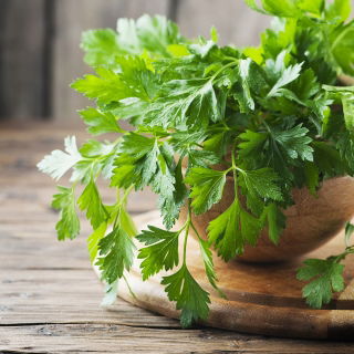 Pietruszka naciowa Natalka - gładkie i aromatyczne liście
