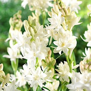 Tuberoza wonna - Polianthes - 2 szt.