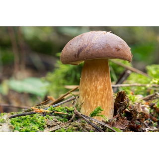 Podgrzybek brunatny – żywa grzybnia – większe opakowanie