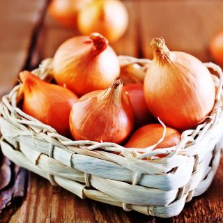 Cebula Wolska - NASIONA ZAPRAWIANE