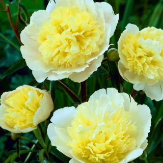 Piwonia, Paeonia - Prima Vera - sadzonka