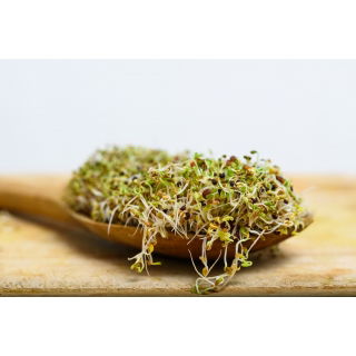 BIO Nasiona na kiełki - Brokuł Raab - certyfikowane nasiona ekologiczne