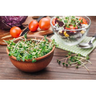 BIO Nasiona na kiełki - Rzodkiew Daikon - Certyfikowane nasiona ekologiczne