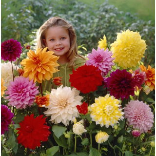 Dalia mix - 3 szt.