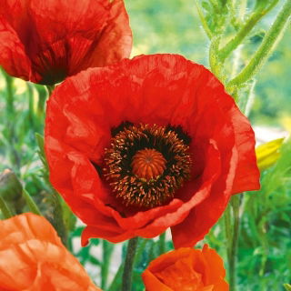 Mak wschodni Beauty of Livermere - czerwony, strzępiony