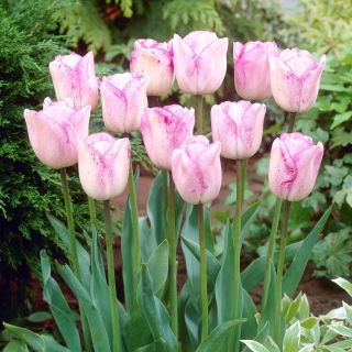 Tulipan Shirley - opak. 5 szt.
