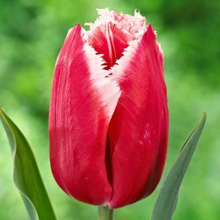 Tulipan Canasta - 5 szt.