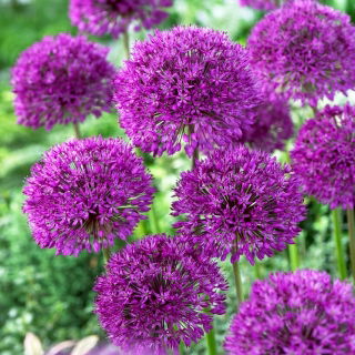 Czosnek ozdobny Purple Sensation - op. 3 szt.