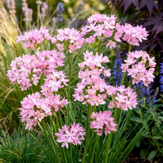 Czosnek różowy - Allium roseum - 20 szt.
